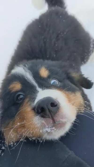 Kona's first day home pets!