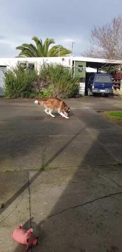 Who said huskies don't play fetch?😂