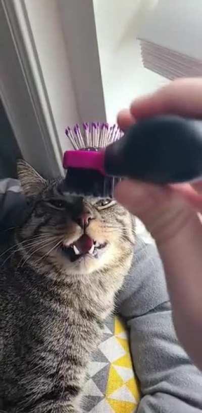 Found the off button on Pierogi