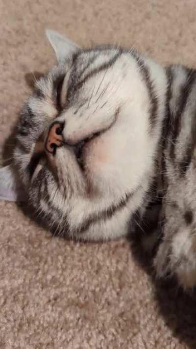 Zen mode teefies