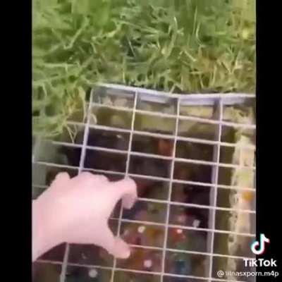 Throw too many orbeez down the drain. Won ALL the prizes