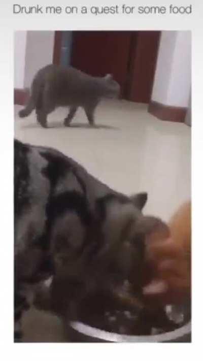 Drunk me seeing food at 2am