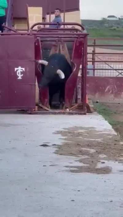 Absolute Unit of an spanish fighting bull
