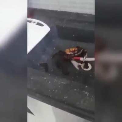 Caranguejo bom de Faca