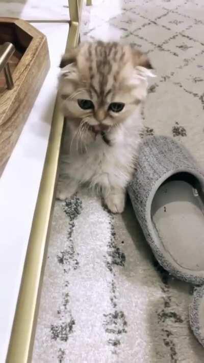 What a distinguished gentleman