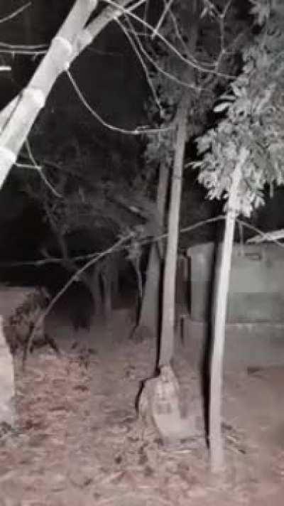 In the jungle, the frightening jungle; no one sleeps tonight.