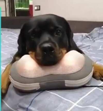 doggo Living life to the fullest 🐶