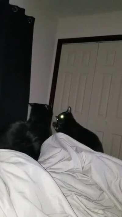 We just celebrated our 3 month adoption date. Here are our voids tapping right off the edge of the bed.