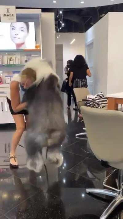 This beauty is so glad to see favorite groomer