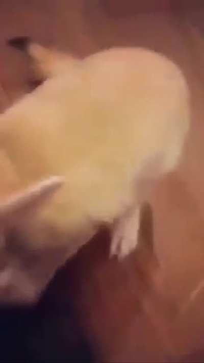 Fen is currently busy… please come back later.