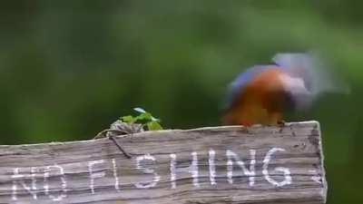 Rogue drone not giving in to local rules.