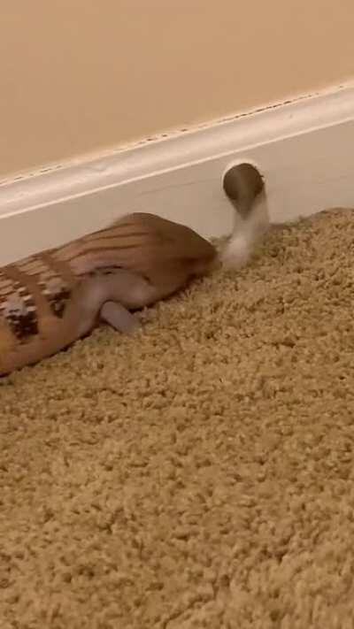 My skink is obsessed with the doorstop