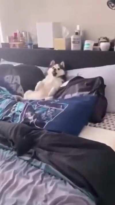 Look what I've found on shorts :)