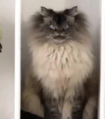 This is an ornament ... I think