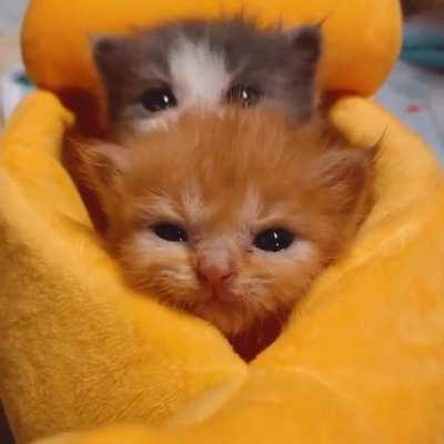 Petting an illegally smol kitty.