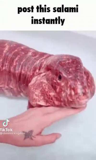 I've never seen a leucistic tegu before, but I'm glad I have now