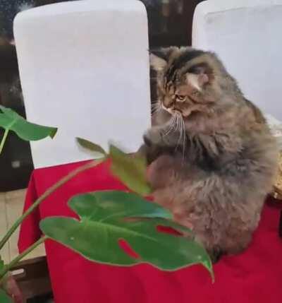 Hitcat boxing training. Very focused and determined