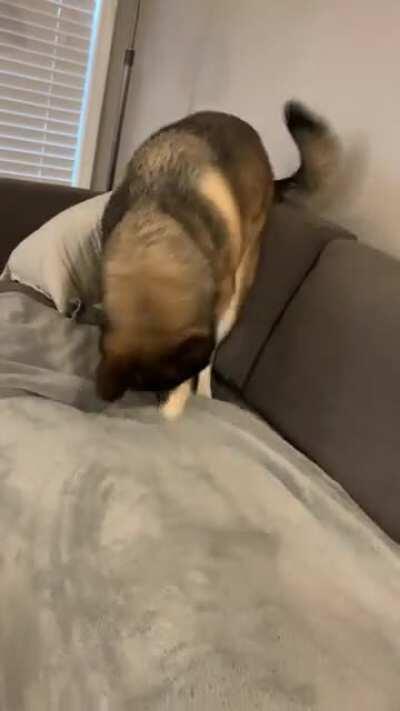 My boy feeling zoomies