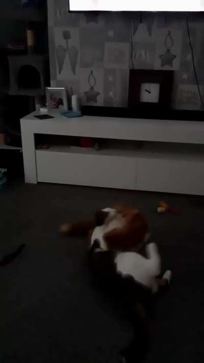 Meet Moses & Pumpkin, Big brother & Little Sister. 😻