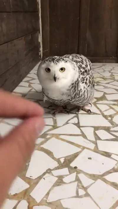 it's Bokuto 😍😍😂😂