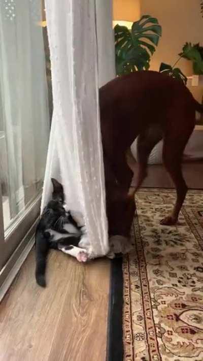 Pearl and Norm have absolutely destroyed the curtains