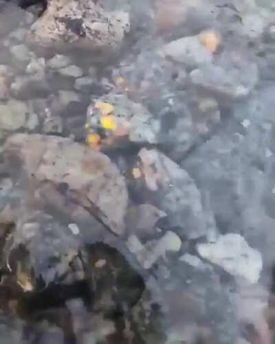 Sodalite is a type of rock that reacts with UV light. When exposed to it, the rock turns to a golden, lava-like color… (via IG/wild_nrocks)