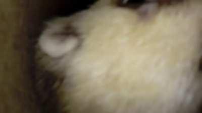 The Beast From The Black.... Is after your fingers..