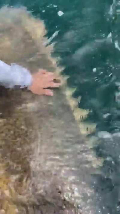 The sheer size of this Grouper Fish caught while fishing