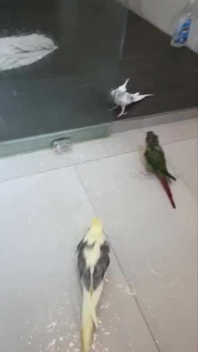 Love it when my Tiel chooses to shower!