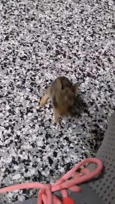 Wanted to share baby bunny hops