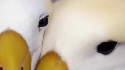 A Romantic Reunion between Albatrosses, one of few true socially monogamous animals on earth.