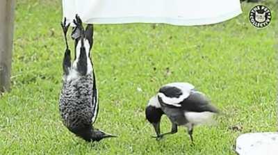 You are you Bad Bird not Bat