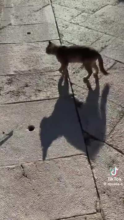 The cats of Palestine