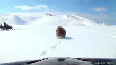Grizzly Bear Swipes