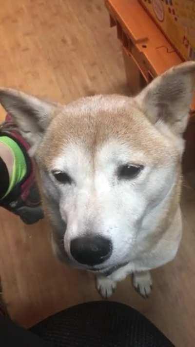 She gets mad if I ignore her. Typical cat.