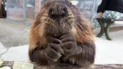 Getting his money's worth at a buffet