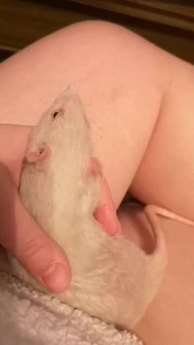 What a weird looking dog.