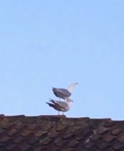 A seagull on top of another seagull in Aarhus, Denmark. Sound off because I was laughing so hard
