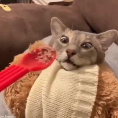 Cat wakeup to have food