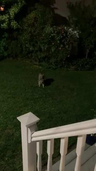 Went to check out why the motion light turned on. So sorry to interrupt