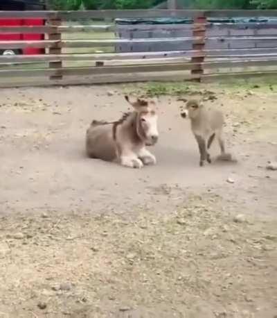 Baby Donkey is happy with his Mom