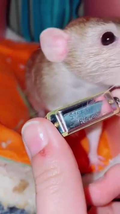 Look at this little mouse playing with a harmonica. I wonder what song he could be playing.