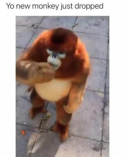 Monke montage>amogus