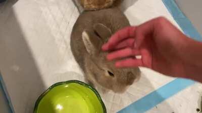 If we put up with this shit she’ll give us our dinner