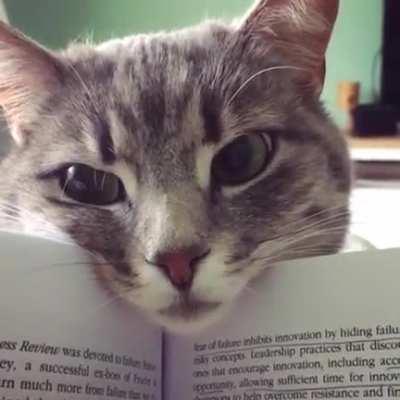Book and cat