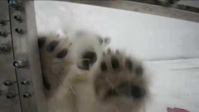 His assignment was to film polar bears for the BBC.