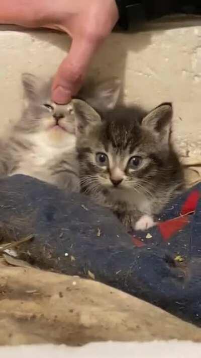 Illegally smol head rub