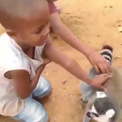 Lemur demanding more pats