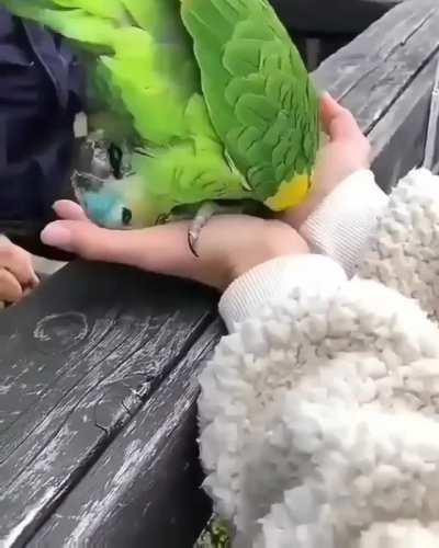 cuddlebirb