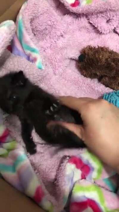 Update on my orphaned kitten: he is steadily gaining weight and is turning out to be a vicious little wrestler